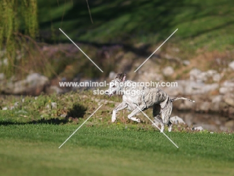 running Whippet