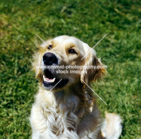 golden retriever head portrait