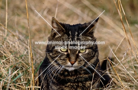 tabby cat looking evil