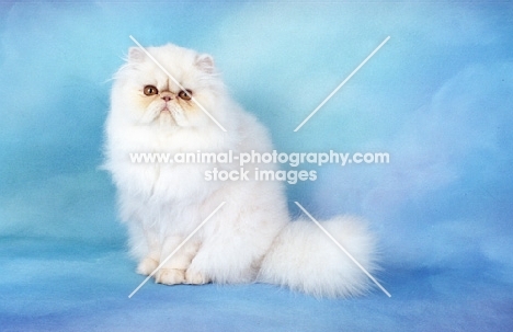 fluffy red cameo Persian kitten, sitting down