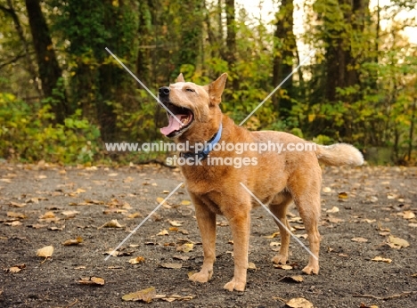 Australian Cattle Dog looking up