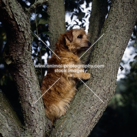 champion norfolk terrier sitting in a tree