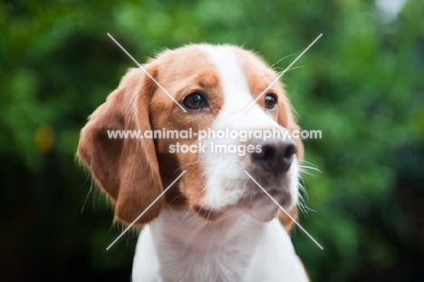 Beagle/spaniel cross