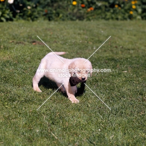 yellow labrador puppy carryiong sock, practising retrieve