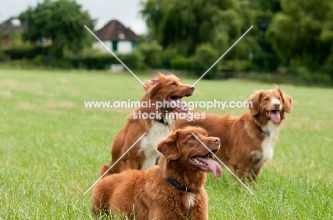 Nova Scotia Duck Tolling Retrievers in field