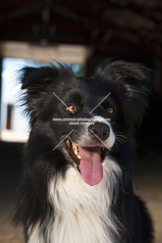 border collie portrait