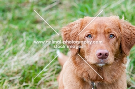 alert Nova Scotia Duck Tolling Retriever 