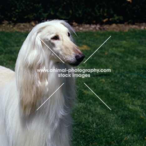 afghan hound head and shoulders shot