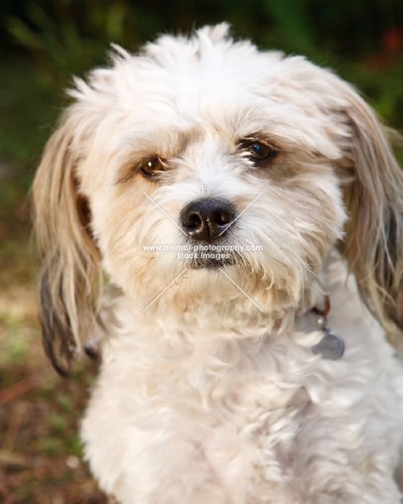 Shih Tzu mix