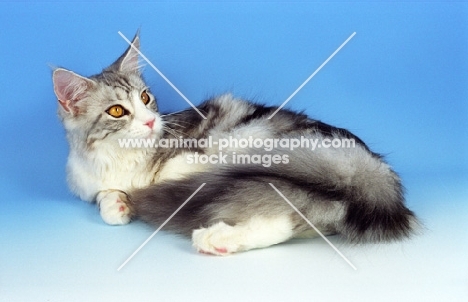 silver tabby and white Maine Coon, lying down on blue background