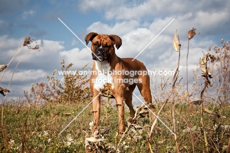 Boxer in field