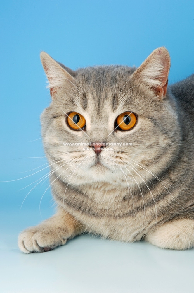 blue cream british shorthair cat portrait