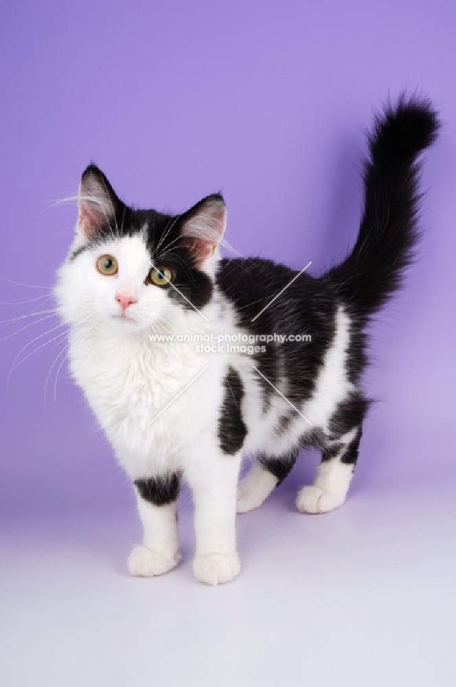 bi-coloured household kitten on purple background