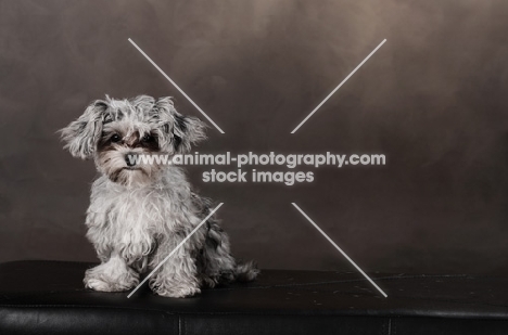 little grey dog against brown background