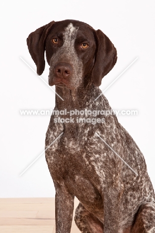 liver and white German Shorthaired Pointer 