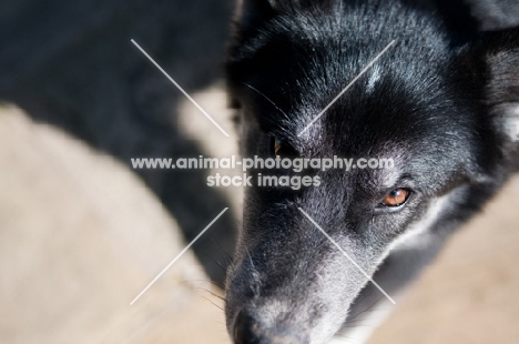 Husky Crossbreed close up