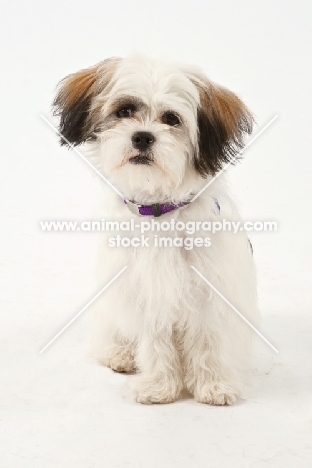 Cross bred dog on white background