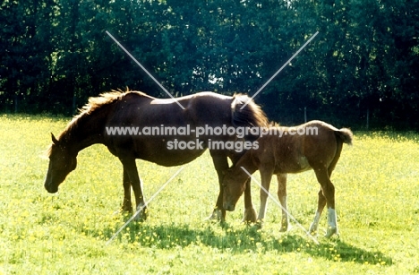 horse and foal in field