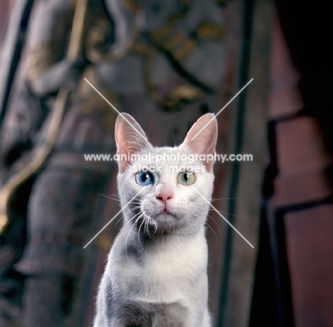 Kao Manee portrait, looking at camera