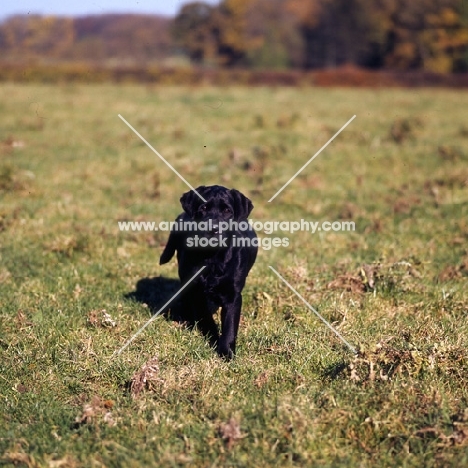 black labrador puppy walking to camera