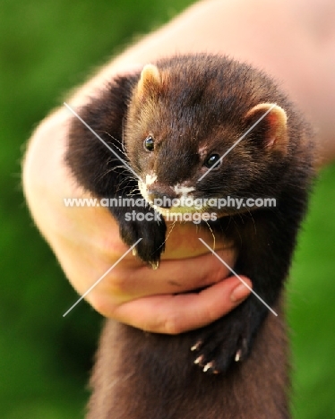 polecat