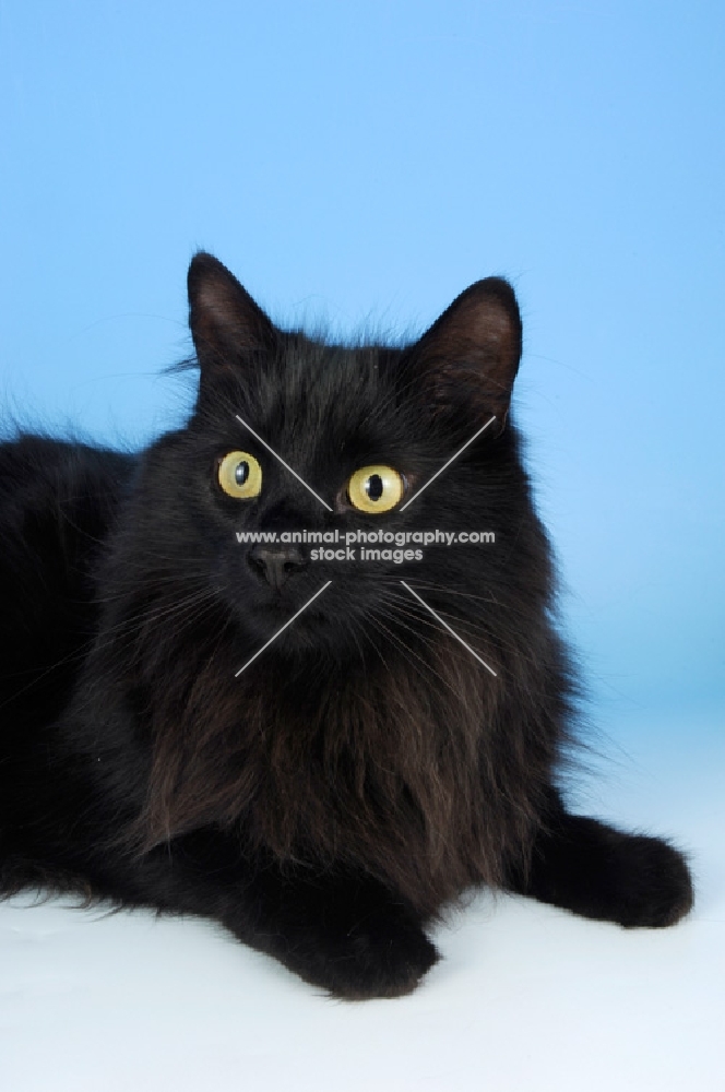 black longhair cat, non pedigree