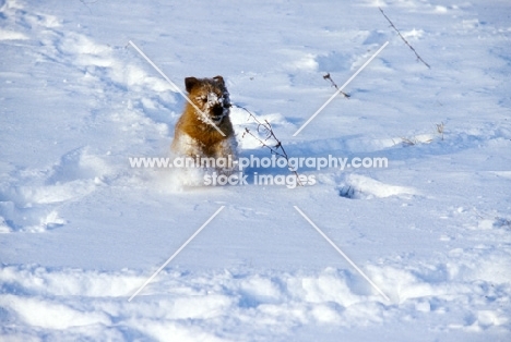 norfolk terrier playing in snow