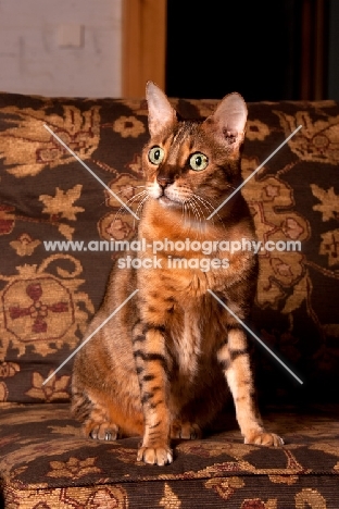 Bengal sitting on couch