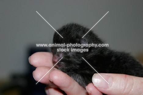 black American Curl kitten with eyes still closed