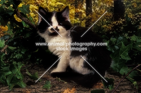 black and white kitten in forest