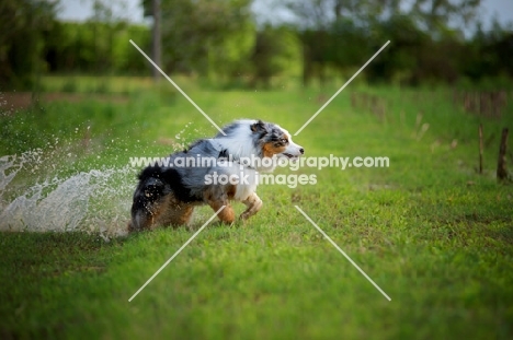 blue merle australian shepherd jumping out of a small river