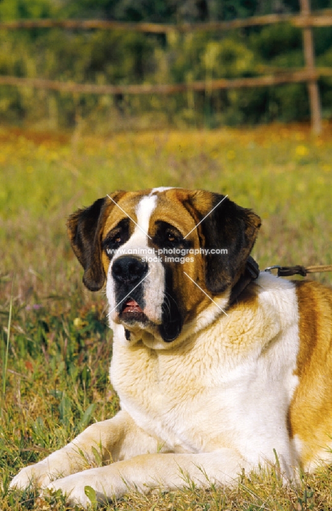 Saint Bernard lying down on grass