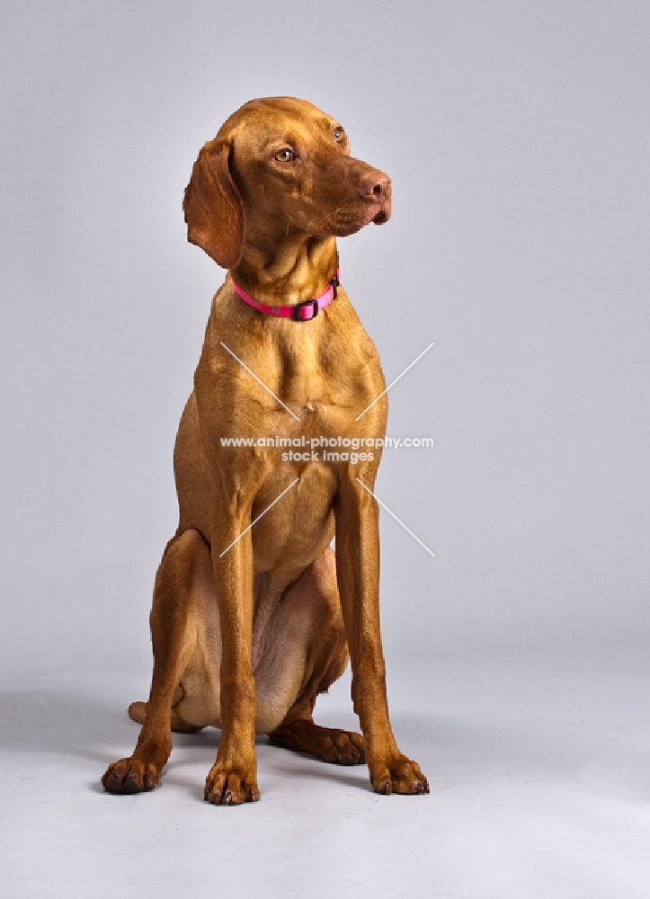 Hungarian Vizsla sitting in studio