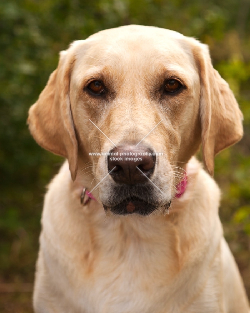 Labrador looking at camera