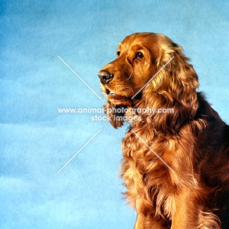 cocker spaniel, portrait