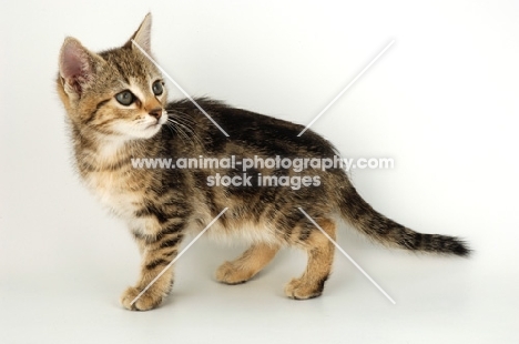 kitten on white background, looking back