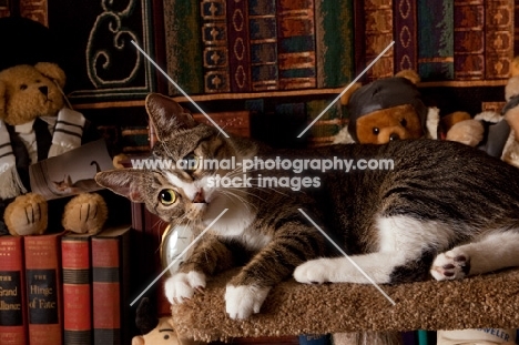 tabby and white cat lying down in front of book shelves