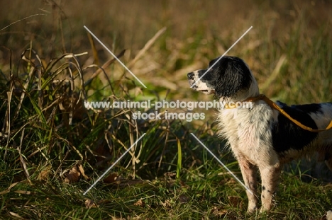 english springer spaniel in a field