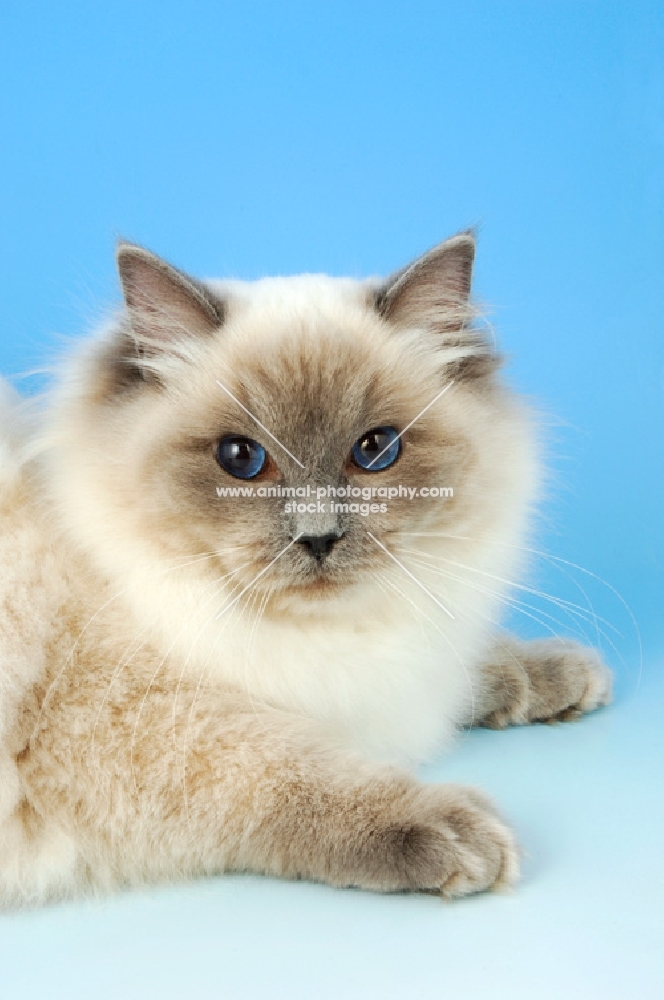 blue colourpoint ragdoll cat portrait