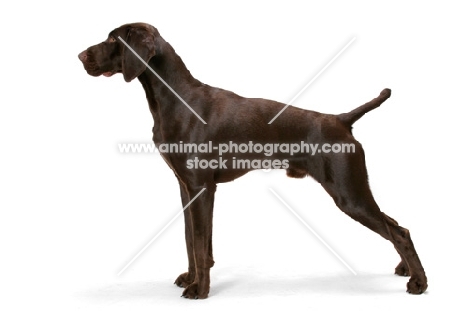 Australian Champion German Shorthaired Pointer, posed