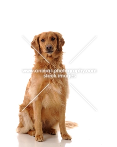 Golden Retriever sitting on white background