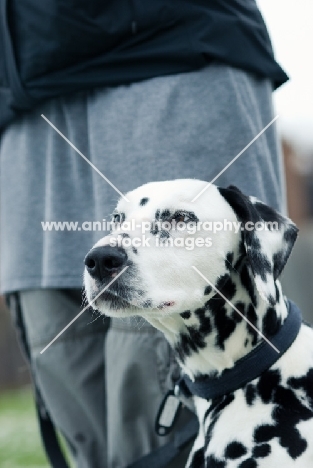 Dalmatian near person