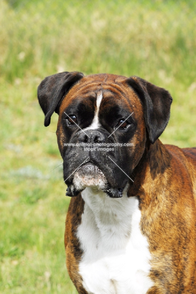 Boxer portrait