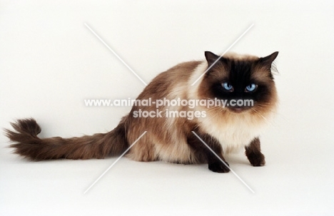 seal point Ragdoll looking towards camera