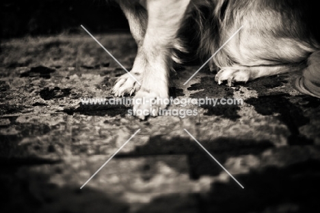 Chihuahua paws on sidewalk