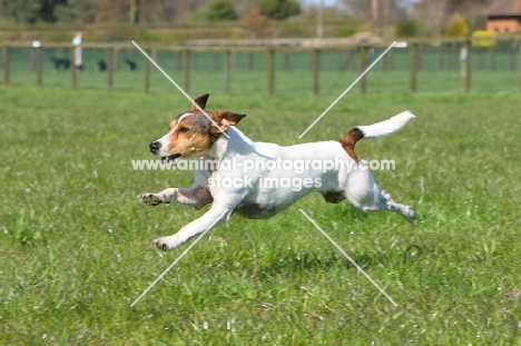 Terrier crossbreed running