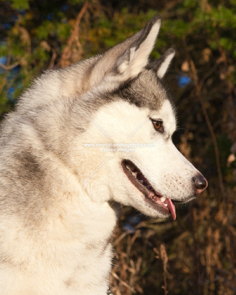 Husky profile