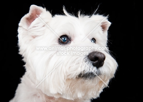 West Highland White Terrier on black background