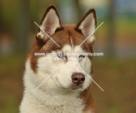 Siberian Husky looking away