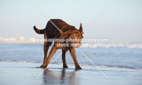 chocolate Labrador Retriever shaking